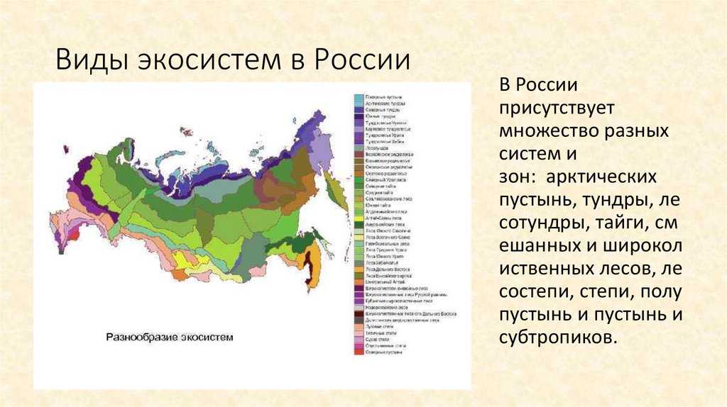 Растения и животные смешанных лесов: типичные представители флоры и фауны - tarologiay.ru