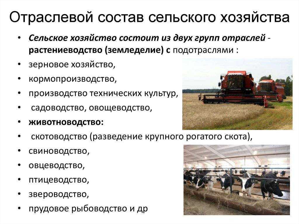 Код окато: узнать по инн или адресу организации бесплатно онлайн