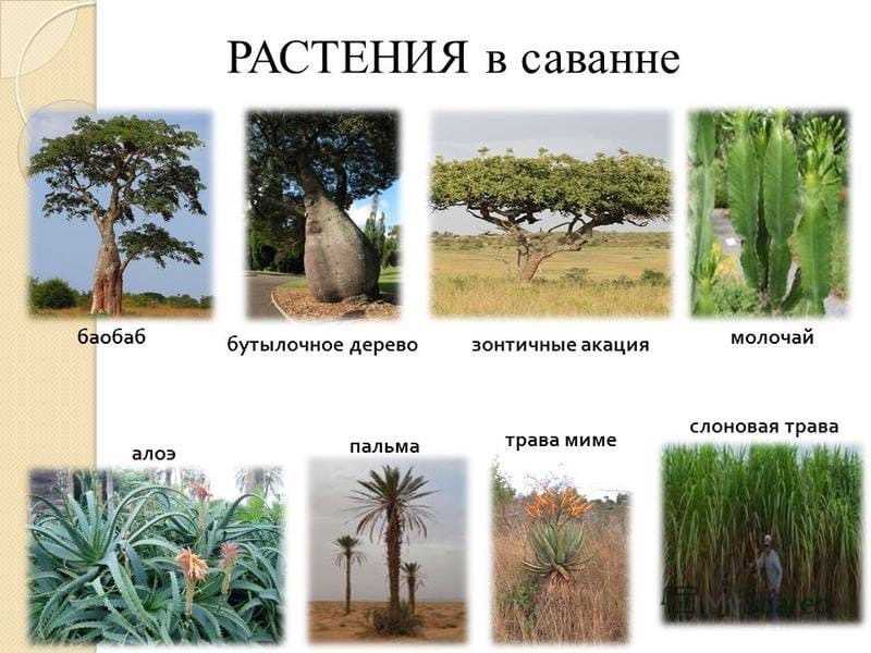 Др конго — wiki.web.ru