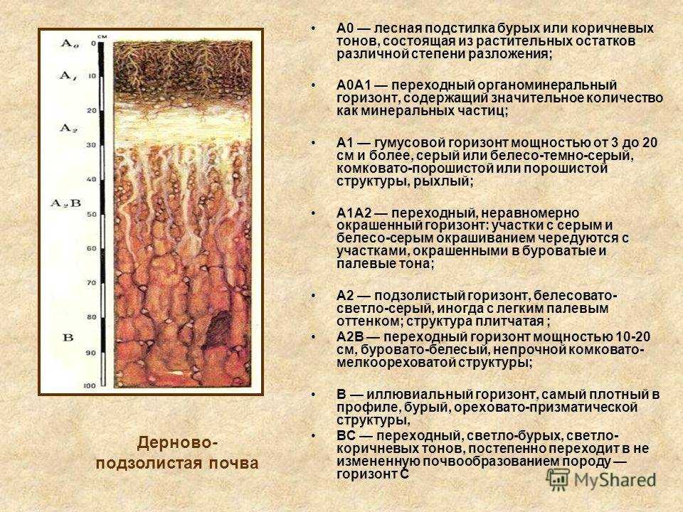 Дерново-подзолистые почвы — головная боль дачника