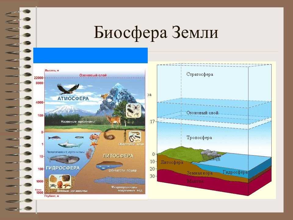 Биосфера: что это такое, ее состав, строение, свойства и функции