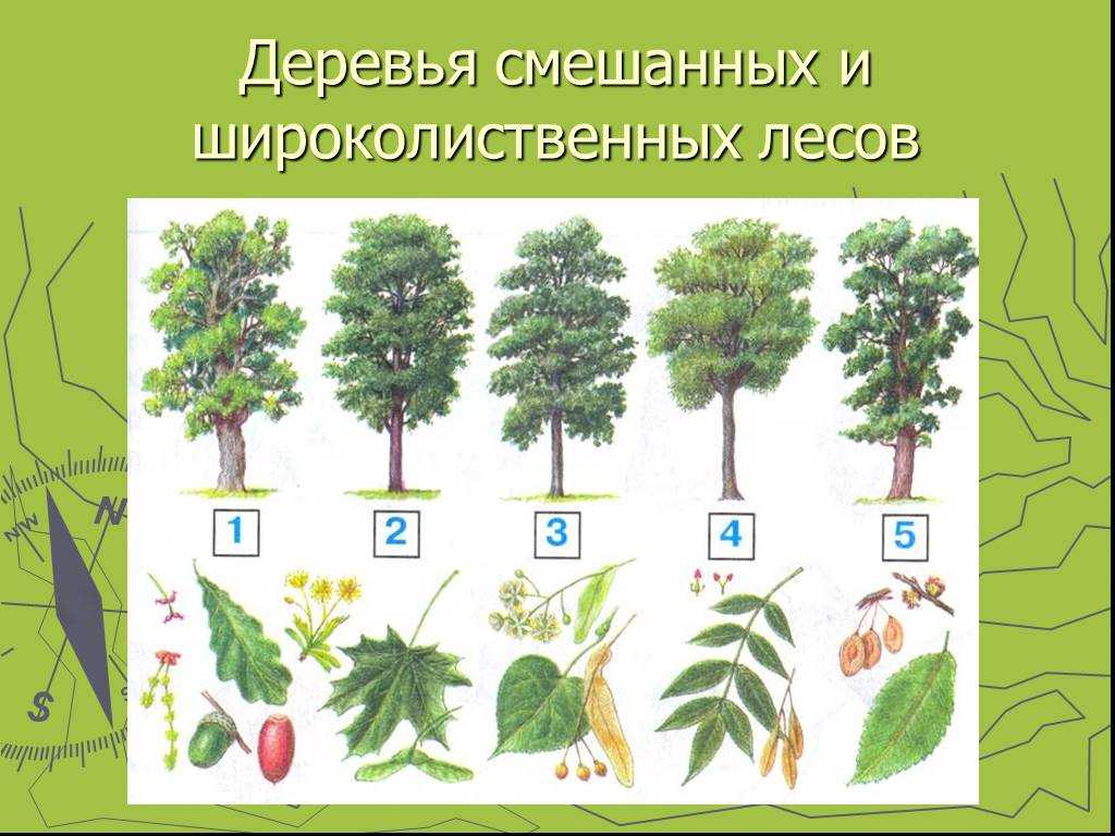 Смешанные и широколиственные леса россии