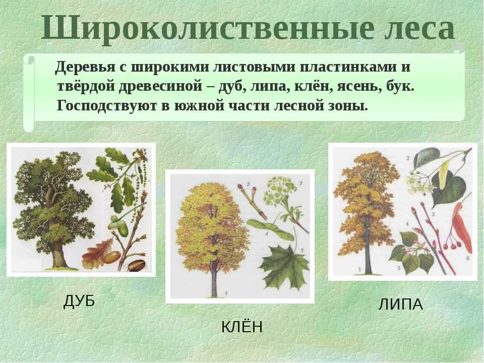 Расположение широколиственного леса на карте россии
