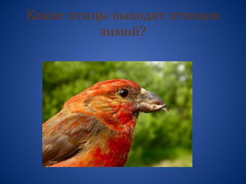 Зимующие и кочующие виды птиц: список, названия, фото и краткое описание