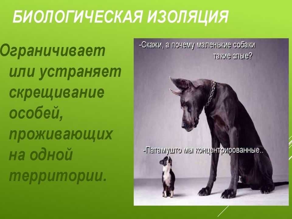 Географическая изоляция: преимущества, недостатки и примеры - биология - 2023