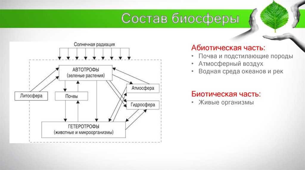 Что такое абиотический фактор? характеристики и важность | зеленые возобновляемые источники энергии