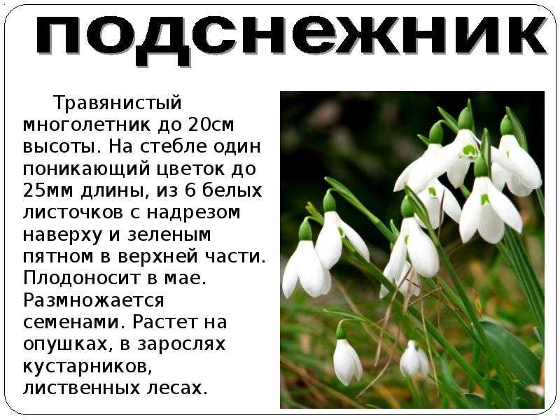Природа краснодарского края, ее многообразие и красота