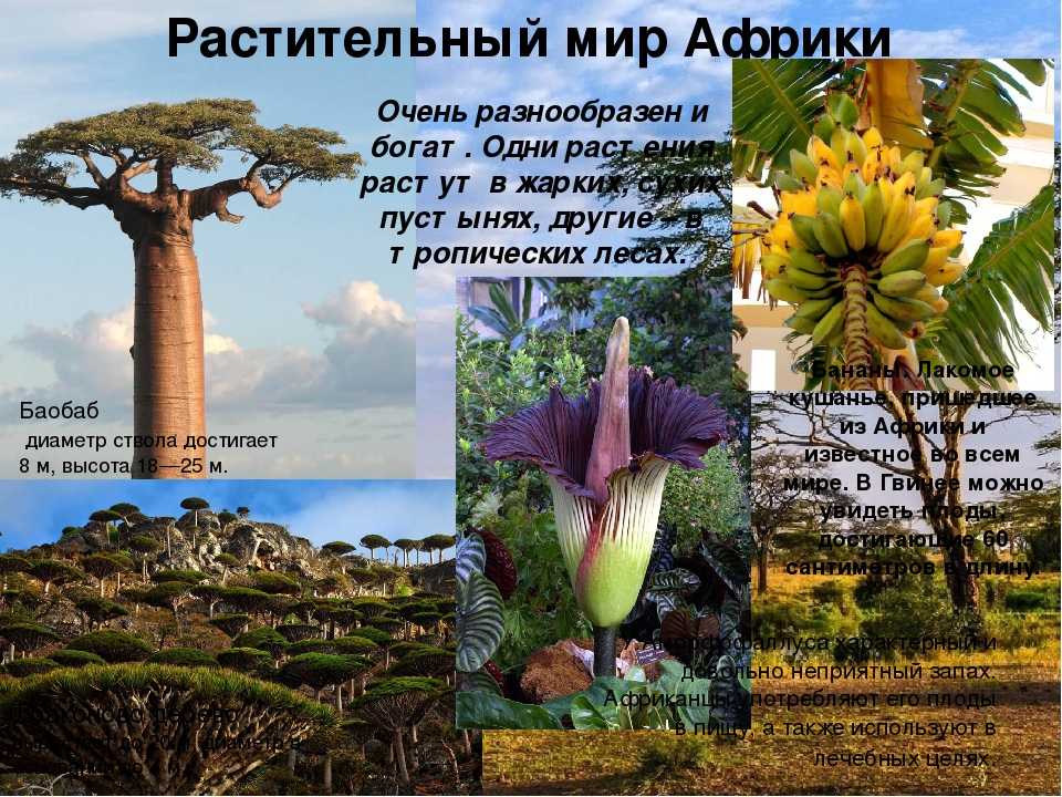 Река конго: обзор и характеристики, притоки, исток, устье