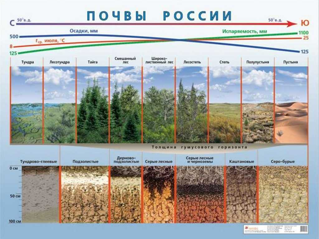 Типы леса | экология, лес и почва