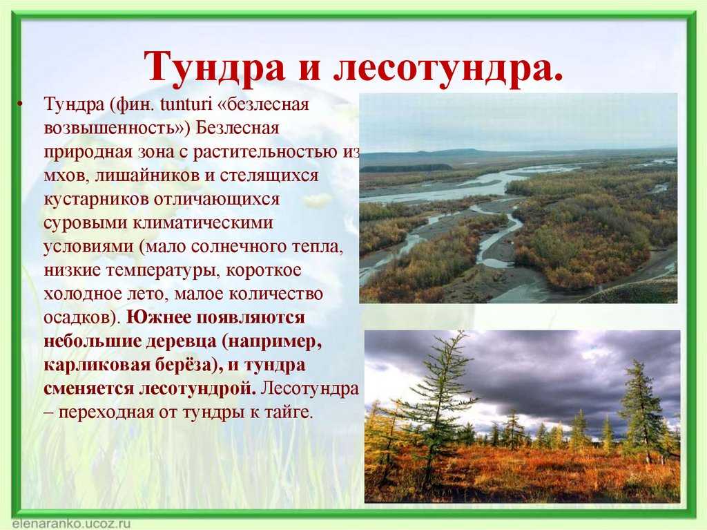 Тундра и лесотундра россии