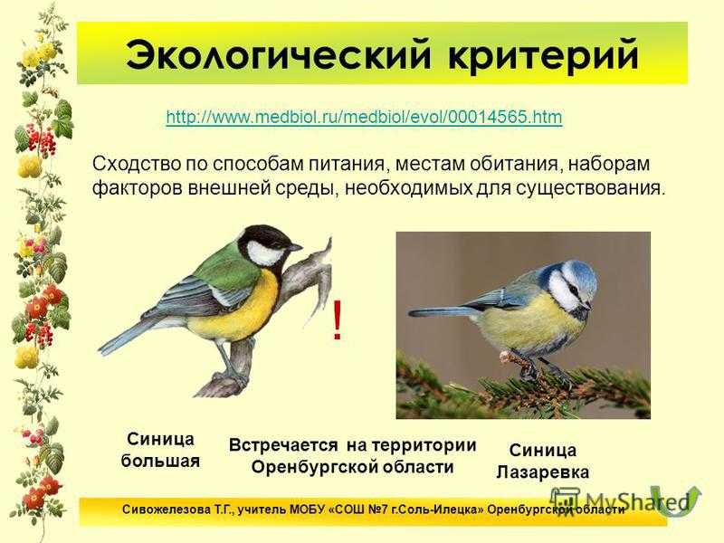 Понятие вида. критерии вида