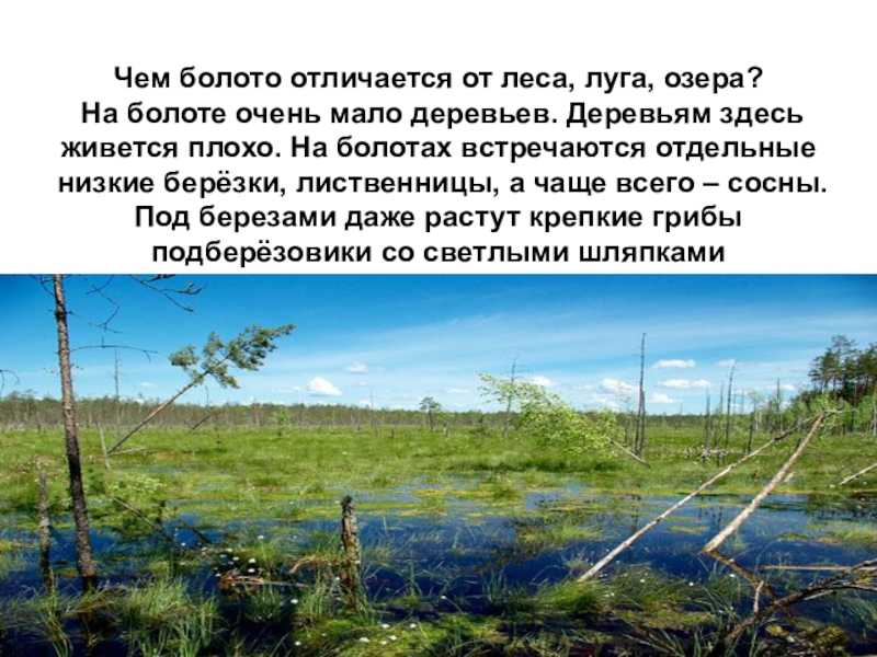 Болотистая местность 6 букв: описание особенностей и видовых характеристик