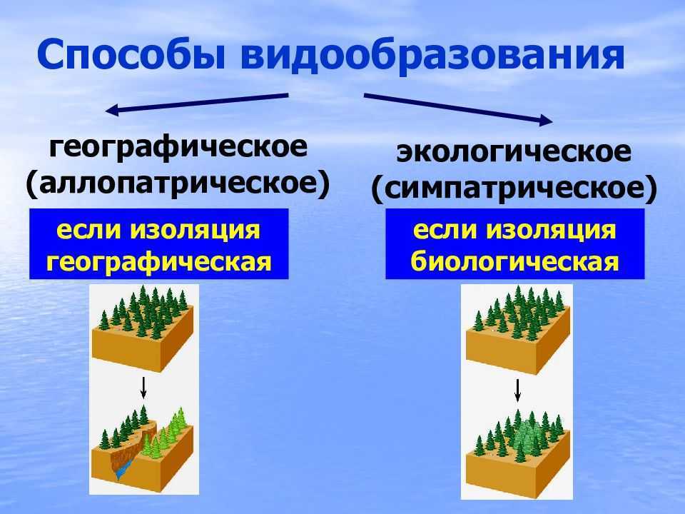 Каково значение географической изоляции в видообразовании?
