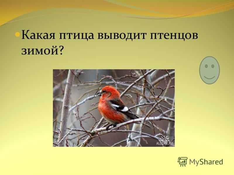 Где выводят птенцов снегири?