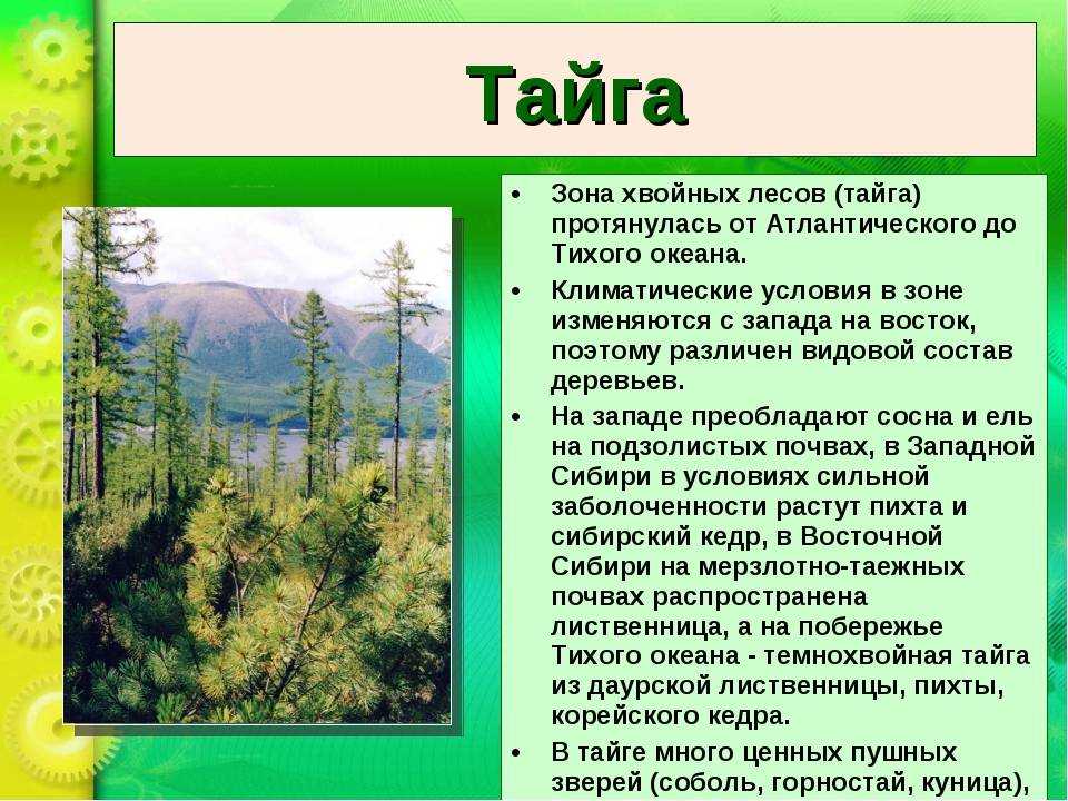 Тайга: характеристика, флора, климат, фауна, примеры - наука - 2023