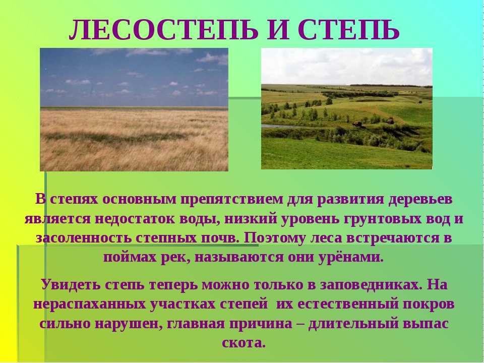 Описание и особенности природной зоны лесостепи. климат лесостепной зоны россии