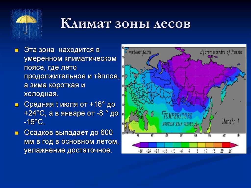 Южный умеренный пояс. умеренный климатический пояс — общая характеристика