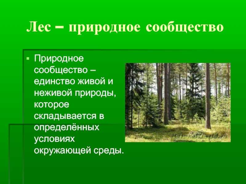 Какое природное сообщество россии. Природные сообщества. Природное сообщество лес. Сообщение о природном сообществе. Сообщество леса 4 класс.