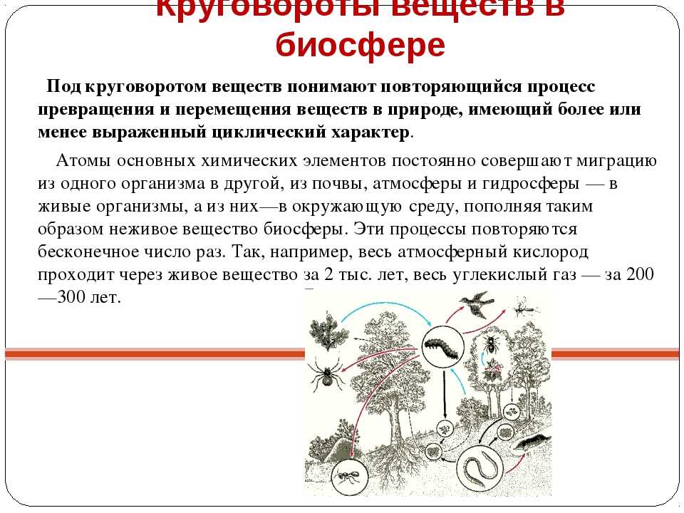 Круговорот веществ в биосфере