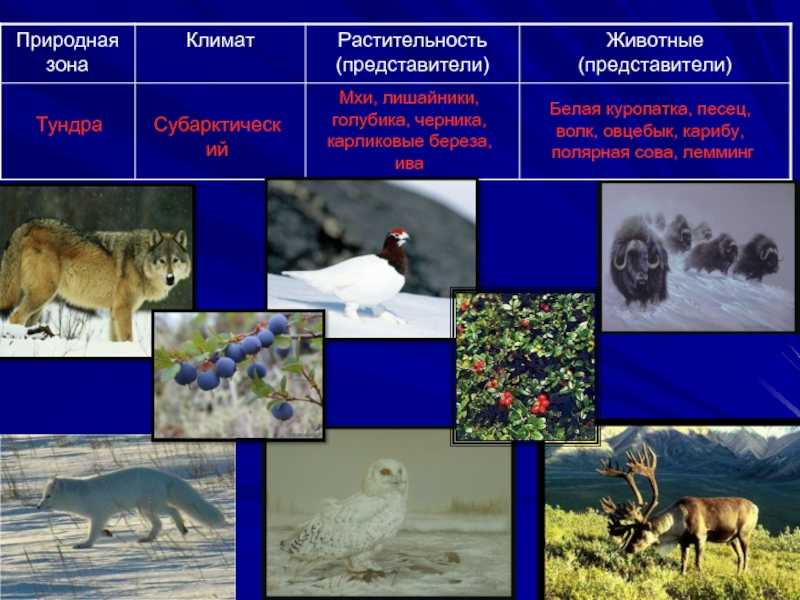 Тундра - это особая природная зона. характеристики ее климата, почв, флоры и фауны