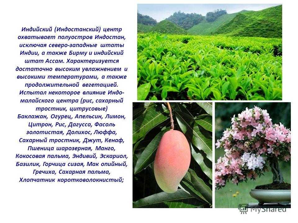 Реферат - центры происхождения культурных растений и их многообразие - скачать бесплатно