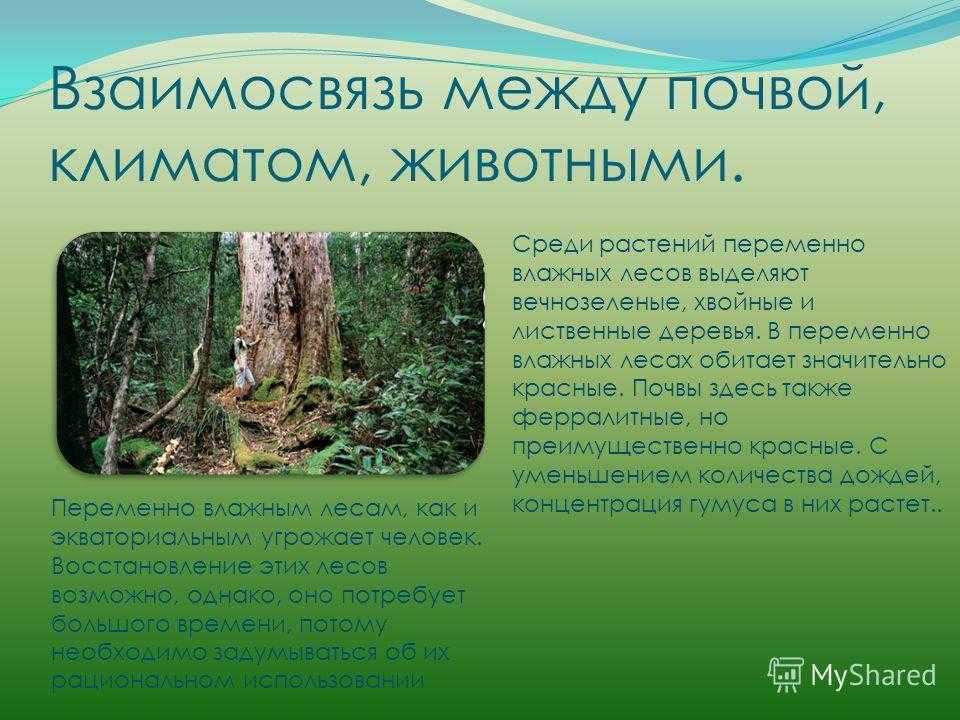 Географическое положение переменно влажных лесов